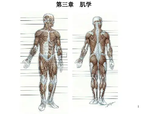 人体解剖学——肌学
