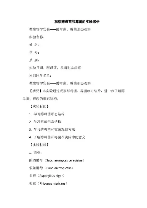 观察酵母菌和霉菌的实验感悟