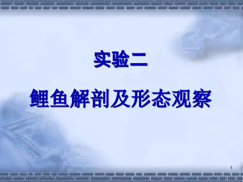 鲫鱼解剖和观察ppt课件