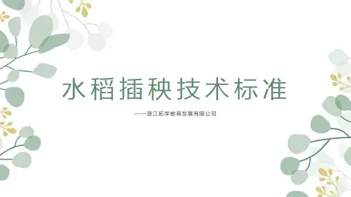 水稻插秧技术标准(1)(1)