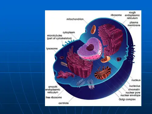 细胞生物学翟中和编 第十章-细胞核与染色体 -
