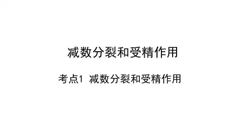 2024届高三一轮复习生物-减数分裂和受精作用(共47张ppt)