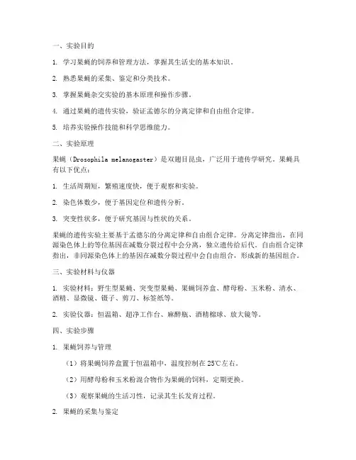 培育果蝇实验报告