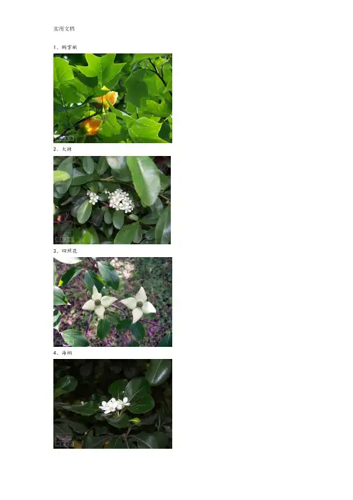 最常见园林植物介绍及配图