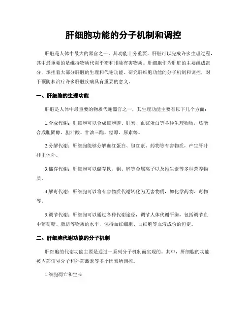 肝细胞功能的分子机制和调控