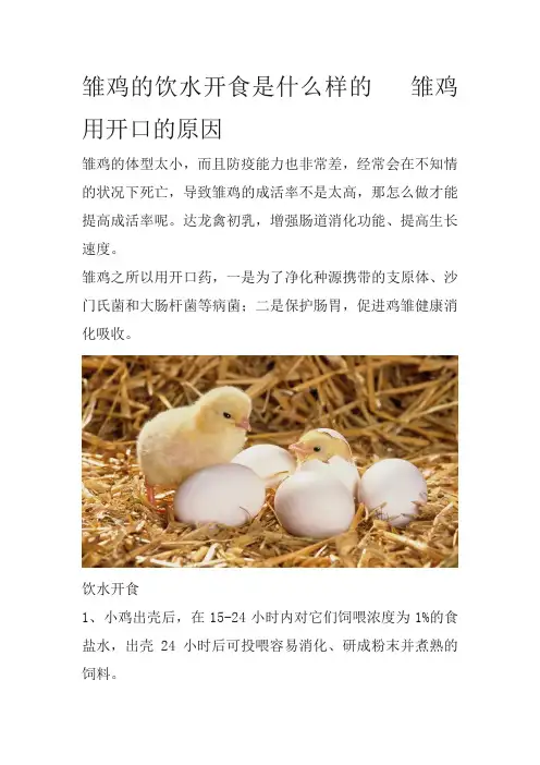 雏鸡的饮水开食是什么样的   雏鸡用开口的原因