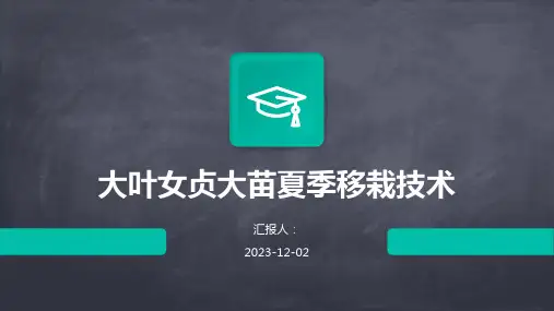 大叶女贞大苗夏季移栽技术