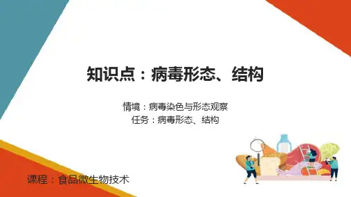 病毒及亚病毒(食品微生物课件)
