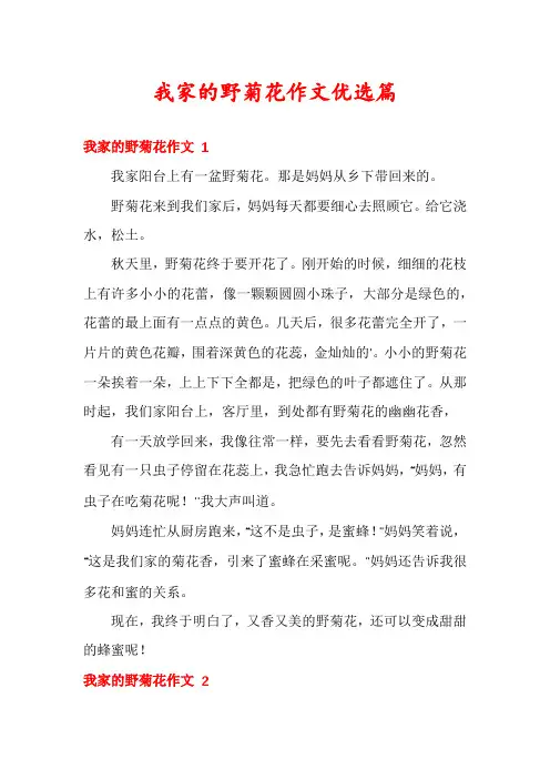我家的野菊花作文优选篇