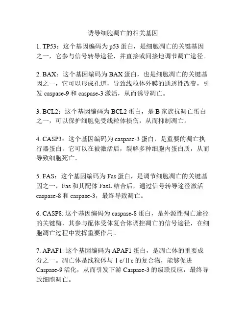 诱导细胞凋亡的相关基因