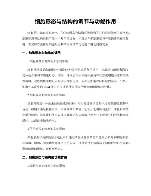 细胞形态与结构的调节与功能作用