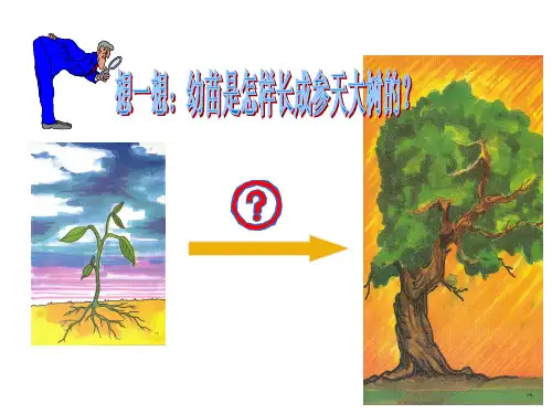 植株的生长PPT课件10 人教版优质课件