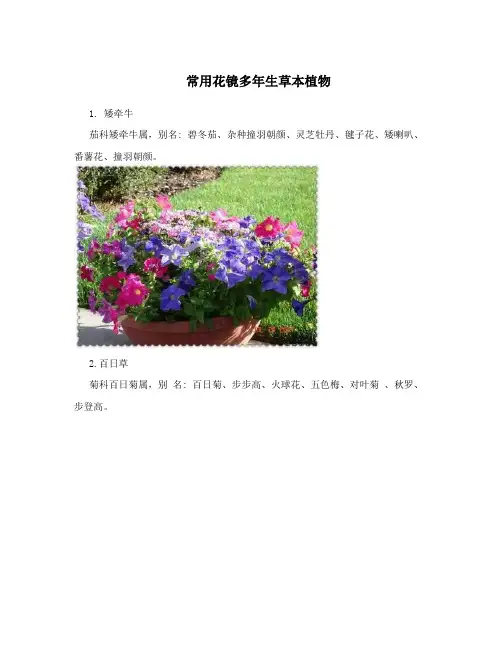 常用花镜多年生草本植物