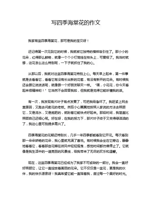 写四季海棠花的作文