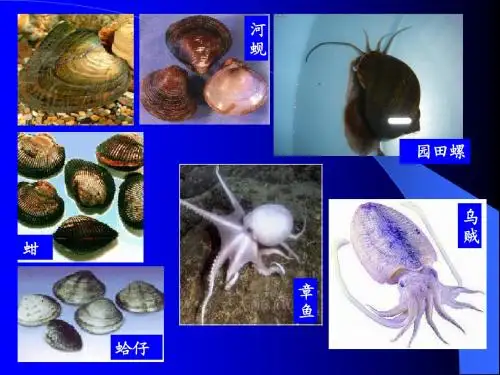 软体动物门(好)