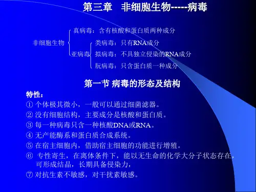 第三章病毒