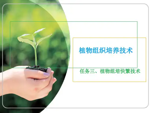 植物组织培养技术3-任务三 组培快繁技术