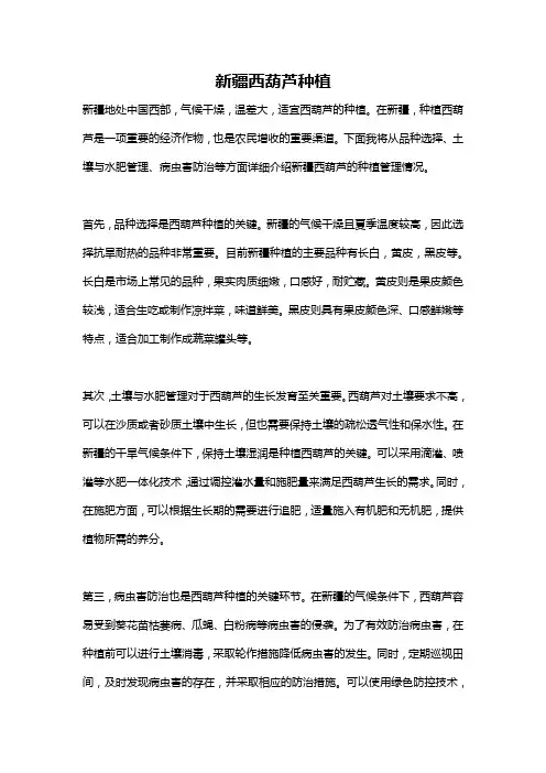 新疆西葫芦种植