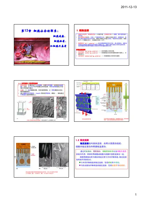 细胞连接、细胞黏着与细胞外基质.
