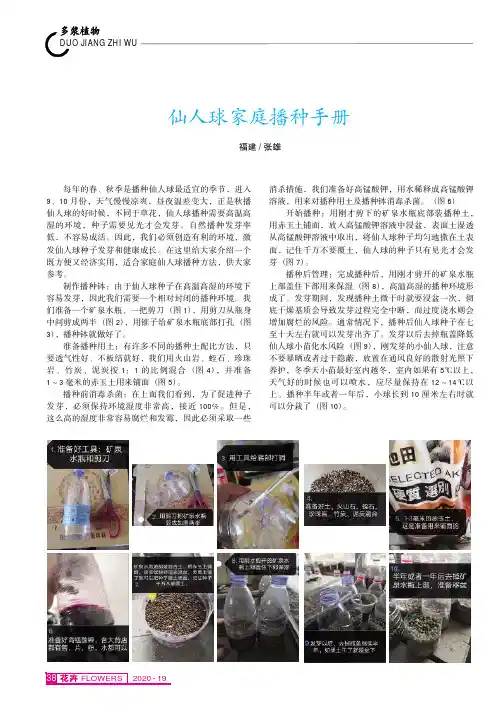 仙人球家庭播种手册