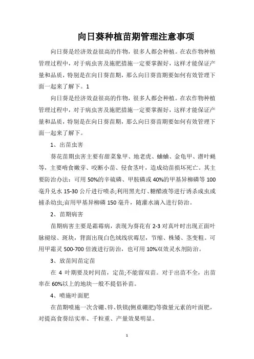 向日葵种植苗期管理注意事项