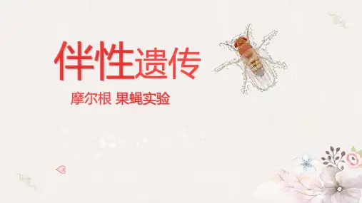 高中生物伴性遗传 公开课公开课ppt课件