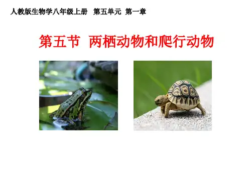 初中八年级上册生物《两栖动物和爬行动物》课件
