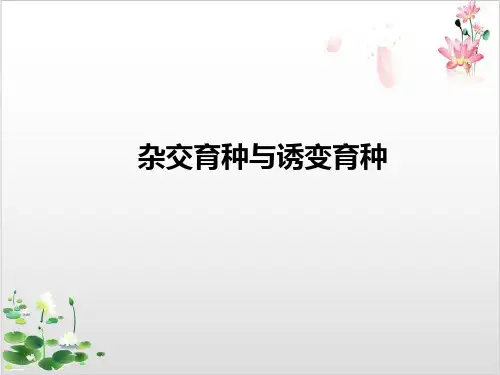 必修二杂交育种与诱变育种PPT-ppt精品课件