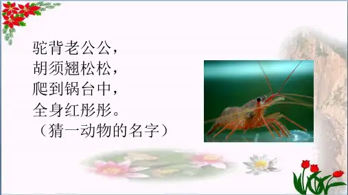 第四单元小虾 人教部编版PPT 优秀课件