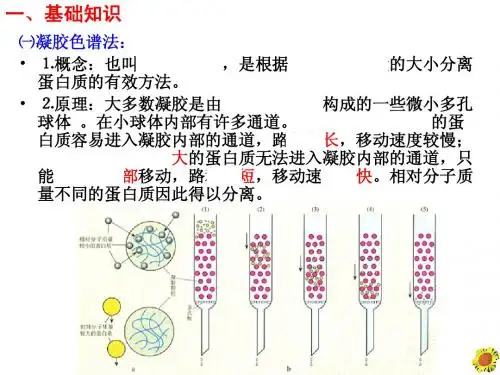 血红蛋白的提取和分离