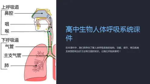 《高中生物人体呼吸系统课件》