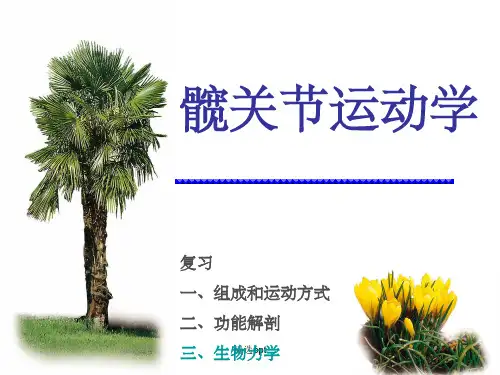 髋关节运动学