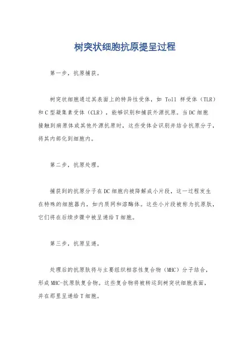 树突状细胞抗原提呈过程