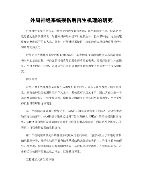 外周神经系统损伤后再生机理的研究