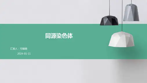 同源染色体PPT