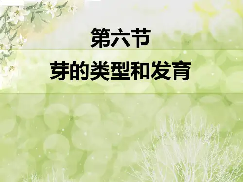 芽的类型和发育初中生物课件