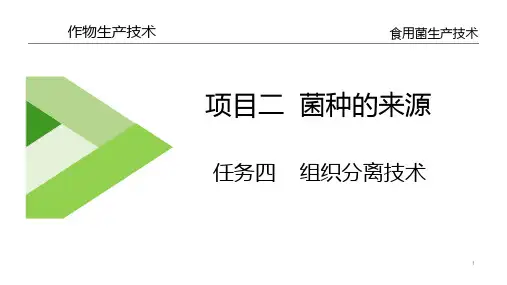 菌种的来源—组织分离技术(食用菌生产技术课件)