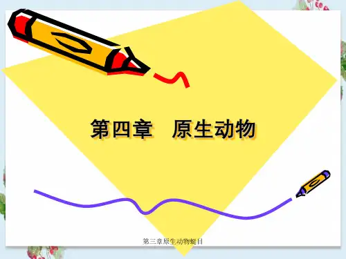 第三章原生动物蜓目