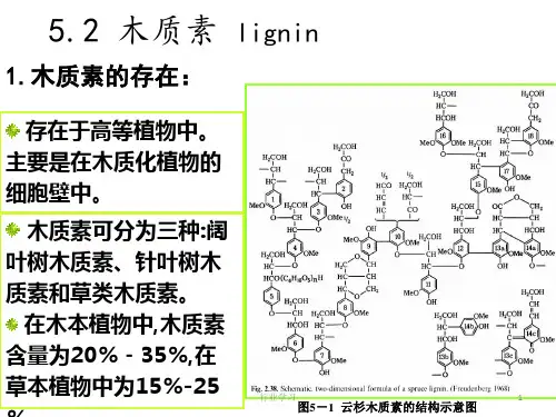 木质素 含木质素的分布(课堂精选)