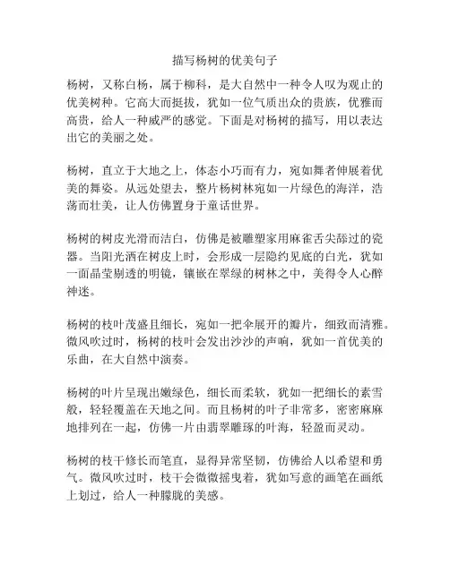 描写杨树的优美句子