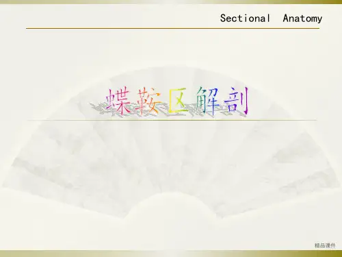 蝶鞍区解剖