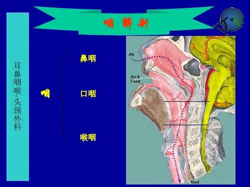 6咽解剖咽炎扁桃体炎