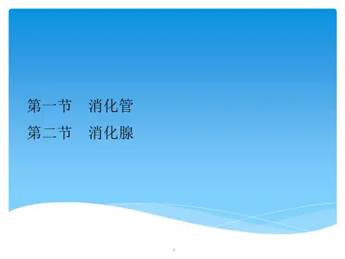鱼类消化系统介绍课件.pptx
