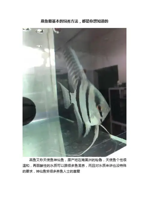 燕鱼最基本的饲养方法，都是你想知道的