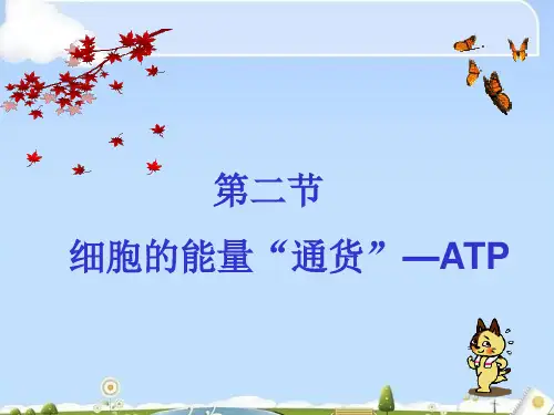 人教版生物必修一5.2-细胞的能量通货——ATP(共28张PPT)