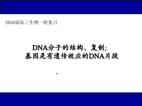 DNA分子的结构、复制及基因(2016届高三生物一轮复习)