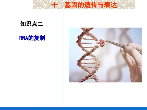 基因的遗传与表达—RNA的生物合成(生物化学课件)