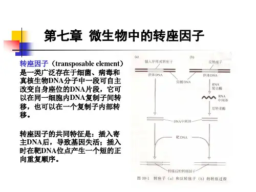 微生物中的转座因子