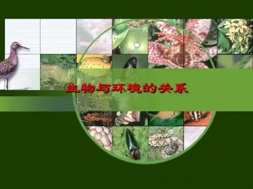 【初中生物】生物与环境的关系PPT课件10