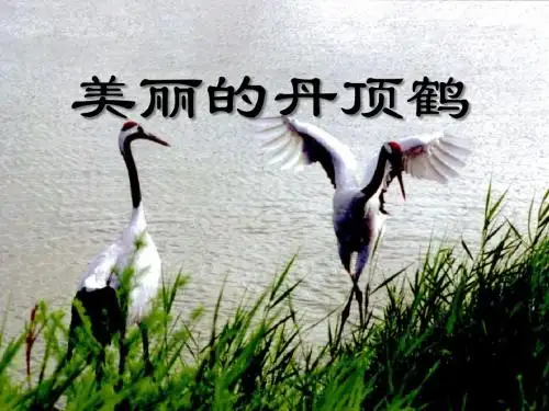 《美丽的丹顶鹤》PPT课件5 (共22张PPT)